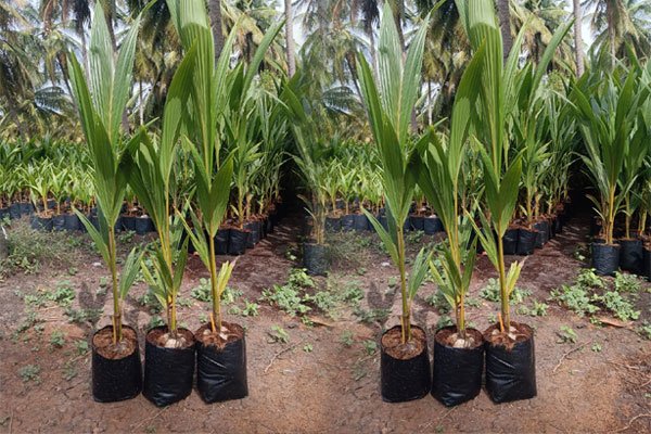 Isai Murugan Nursery Garden  , Chennai